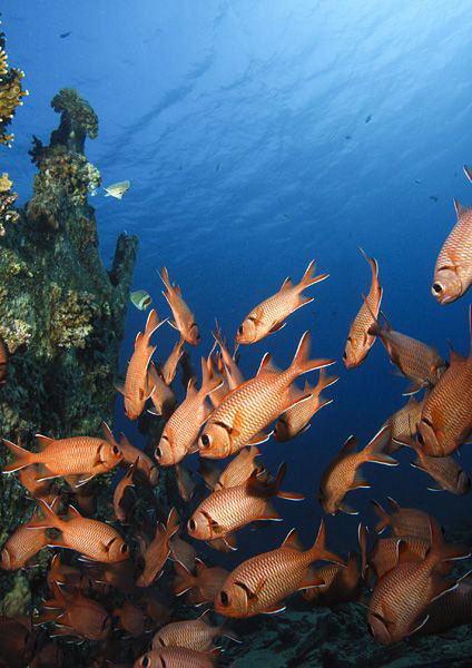 Schooling Squirellfish at the base of a small wreck, take... by Paul Colley 