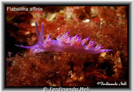 Flabellina affinis. by Ferdinando Meli 