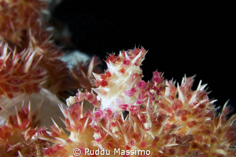 nikon d2x 60mm macro by Puddu Massimo 