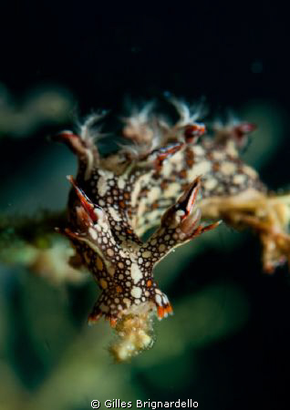 alor divers house reef. by Gilles Brignardello 
