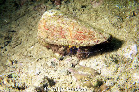 Hermit crab outside Jungle Beach at Thailand
 by Wiljo Jonsson 