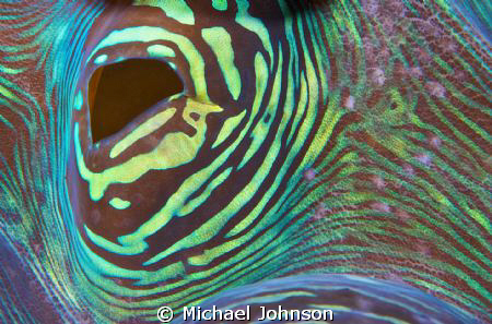 Up close to a Giant Clam in the Philppines by Michael Johnson 