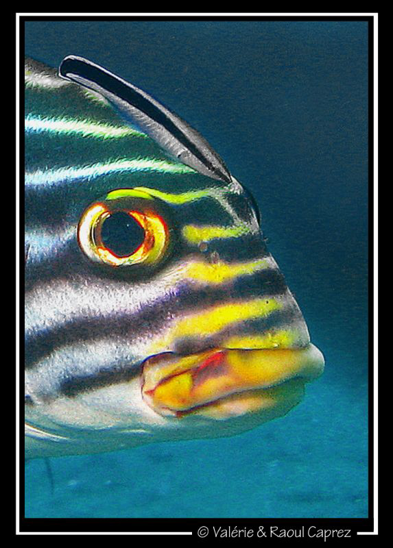 Nice eyebrow :-) by Raoul Caprez 