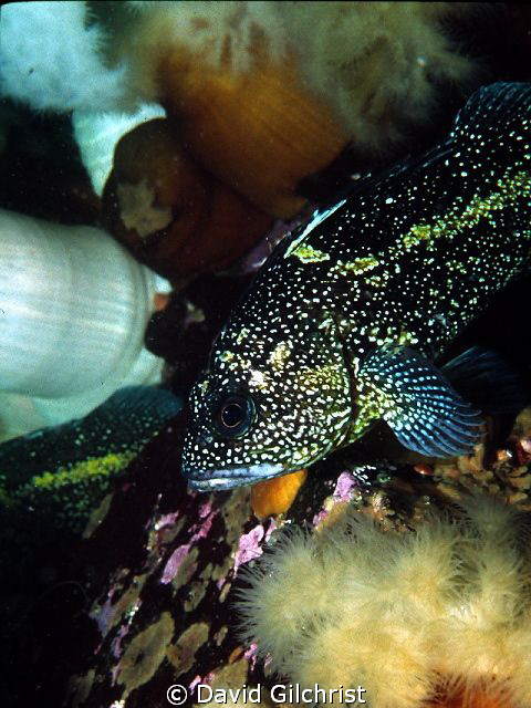 China Rockfish, Queen Charlotte Islands, Canada's Pacific... by David Gilchrist 