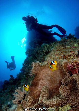 Clown fishes, anemone and divers at Fury Shoals; Nikon D8... by Blaza Jovanovic 