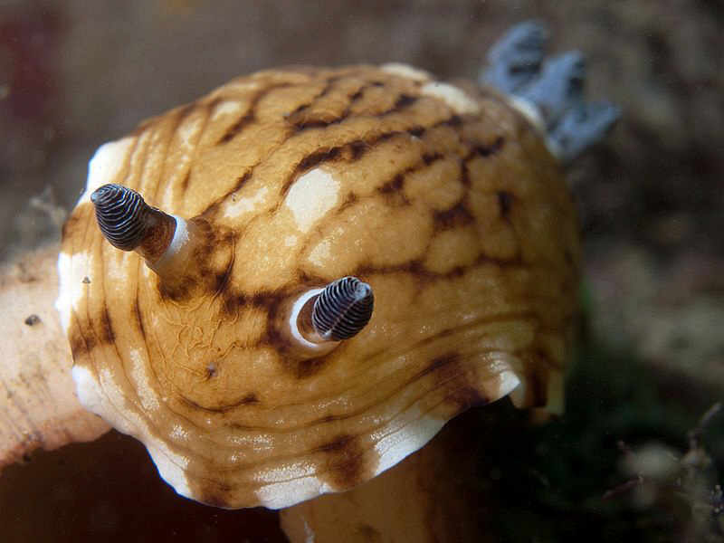Aphelodoris varia, Nelson Bay by Doug Anderson 