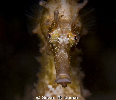 What can I say, I love seahorses. by Suzan Meldonian 