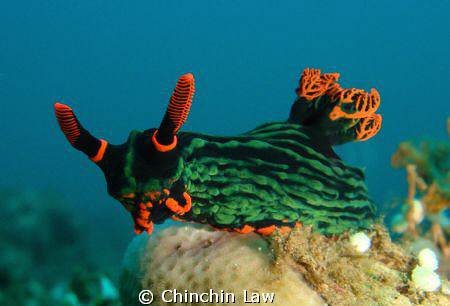 dusky nembrotha (New Ankermi Slope, Maumere) by Chinchin Law 