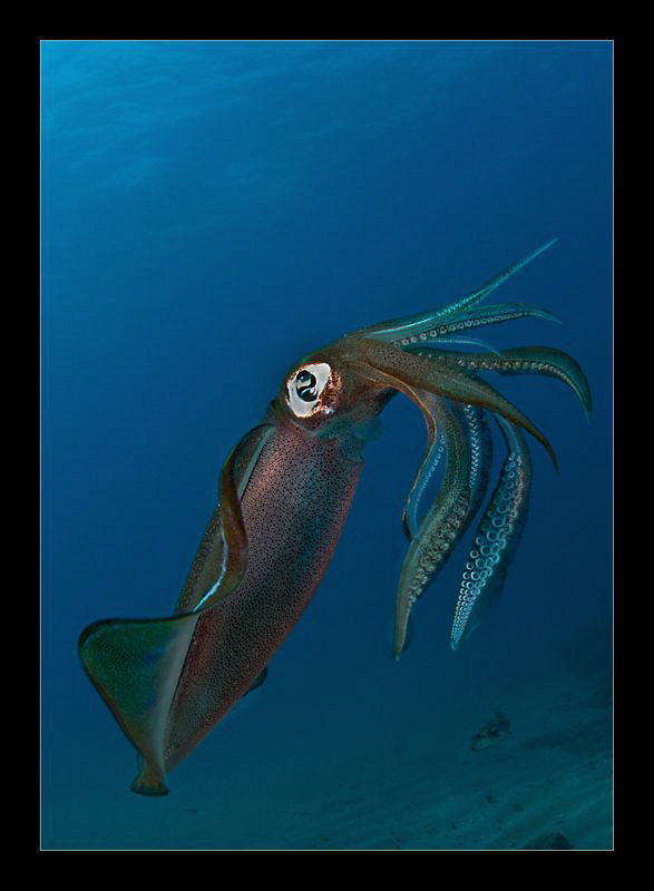 Big fin reef squid by Charles Wright 