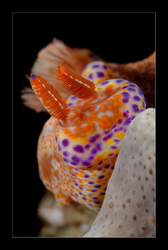 Ceratasoma Tenue by Charles Wright 