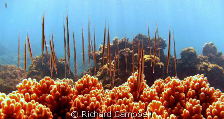 whats up?  sealife DC1000.. by Richard Campbell 