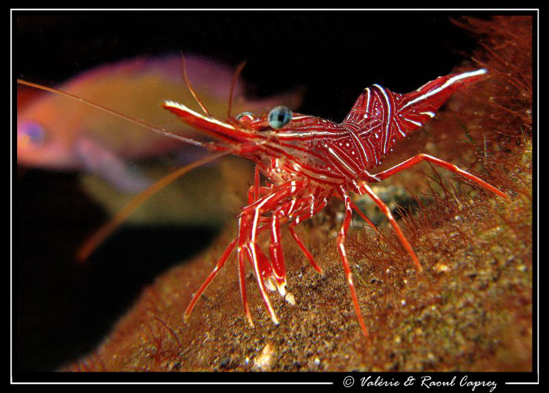 Rhynchocinetes durbanensis on its way
(when I've decided... by Raoul Caprez 