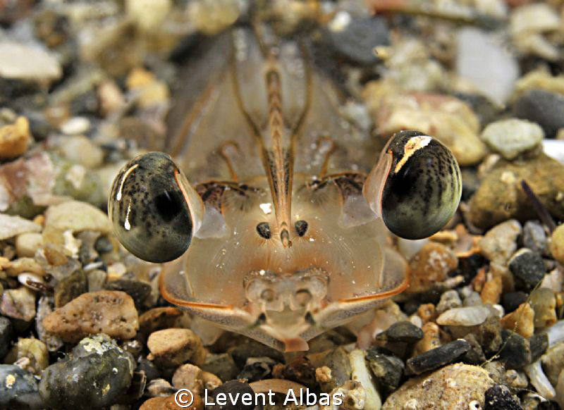 Prawn by Levent Albas 