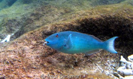 In Bonair at Bari Reef thecrabs were all over the rocks a... by Paul Beckman 