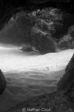 A nurse shark on the other side of a swim through in Litt... by Nathan Cook 