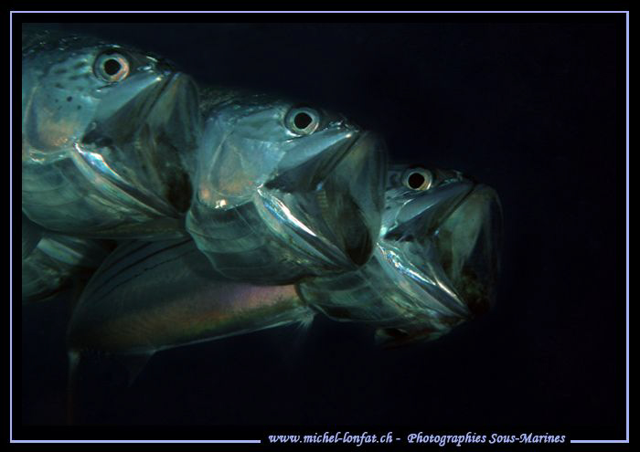 Feeding time... :O)... by Michel Lonfat 