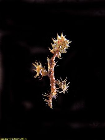 Ornate ghost pipefish,from Eilat Israel. by Ilan Ben Tov 