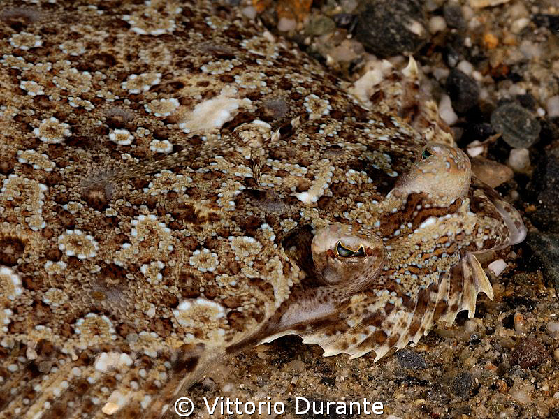 Mottlet turbot by Vittorio Durante 