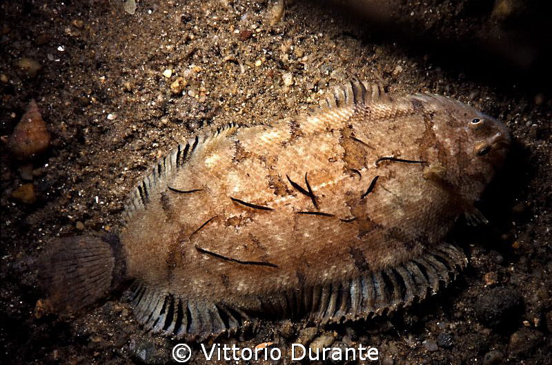 Common sole by Vittorio Durante 