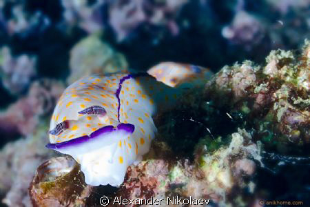 Canon 50D + Sigma 18-50mm MACRO by Alexander Nikolaev 