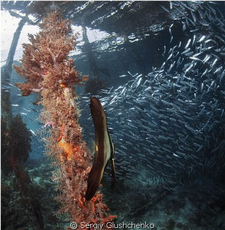 Raja Ampat by Sergiy Glushchenko 