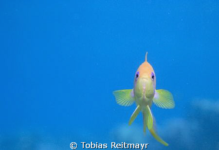 Curious Anthias, Abu Ramada, Hurghada. Canon EOS 350d, 18... by Tobias Reitmayr 