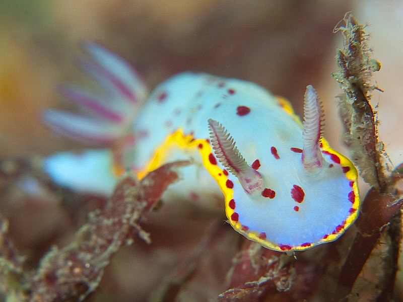 Hypselodoris bennetti, Nelson Bay by Doug Anderson 