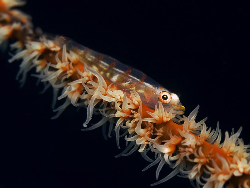GOBY by Jörg Menge 