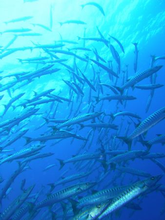 first dive with an underwater camera . barracuda , rangir... by Laurence Hegarty 