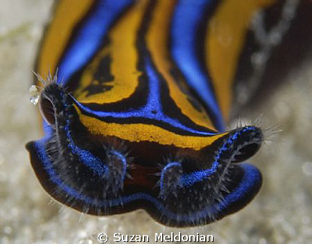 Headshield slugs migrate into the Blue Heron Bridge, I th... by Suzan Meldonian 