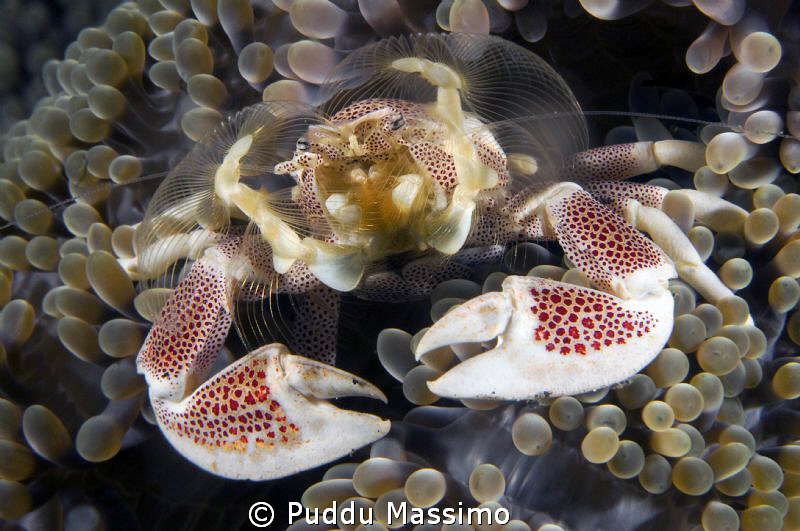 feeding time for crab,nikon d2x 60mm macro by Puddu Massimo 