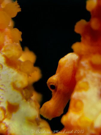 The sea horse hiding by Andrew Macleod 