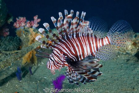 Canon EOS 50D + Sigma 18-50mm MACRO
Depth 32m, visibilit... by Alexander Nikolaev 