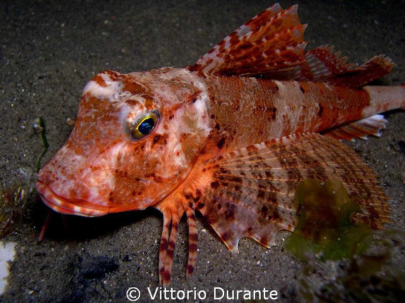 Streaked gurnard (Chelidonichthys lastoviza) by Vittorio Durante 