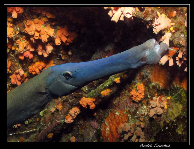 helloooo... poisson trompette by André Bruchez 