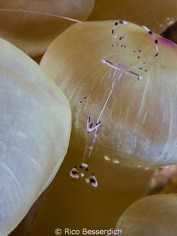 Anemone shrimp. This one really made me crazy ;-) by Rico Besserdich 