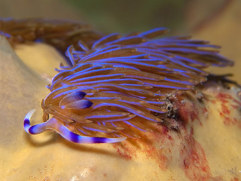 Sports nudi  : ) by Doug Anderson 