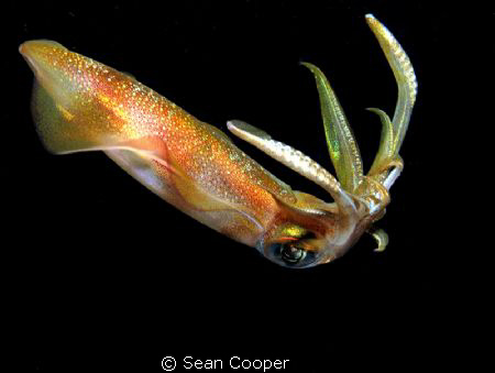 reef squid by Sean Cooper 