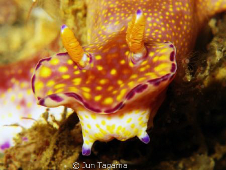 "My Fangs!!!" shot with G12/UCL165/DIFO by Jun Tagama 