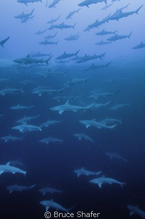 Sharks in a Blue Hole. by Bruce Shafer 