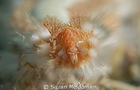 Fireworms have always been a source of pain, diving in a ... by Suzan Meldonian 