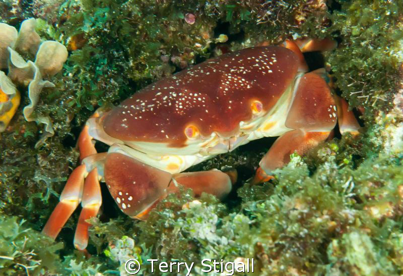 Sitting in a salad bowl. by Terry Stigall 