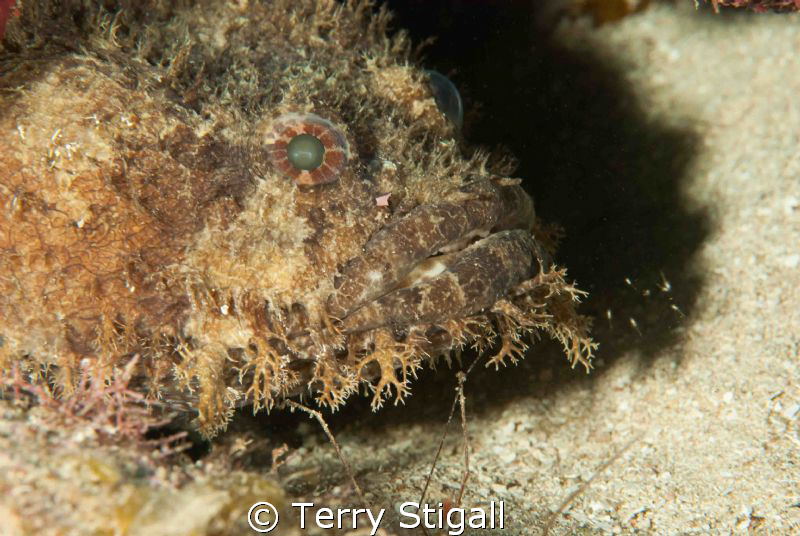 Old Man Toad Fish by Terry Stigall 