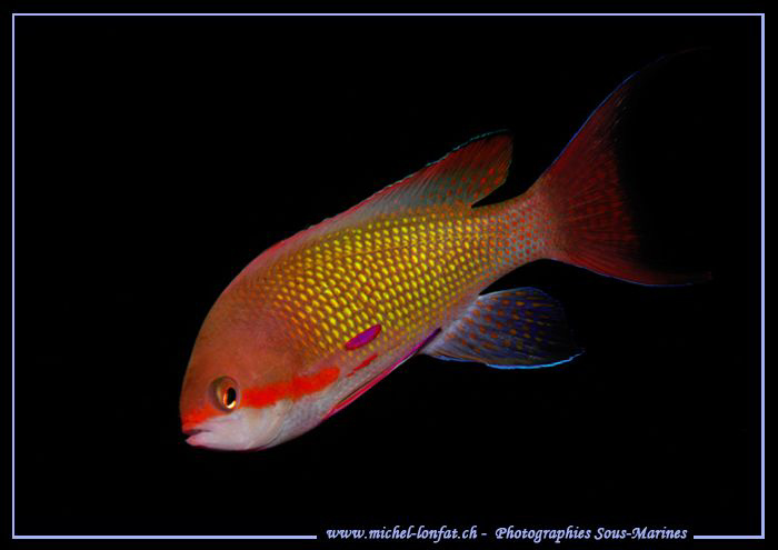 Damsel Fish in the Red Sea.... :O)... by Michel Lonfat 