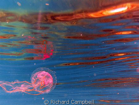 guided by the light--Sea life DC 1000.. by Richard Campbell 