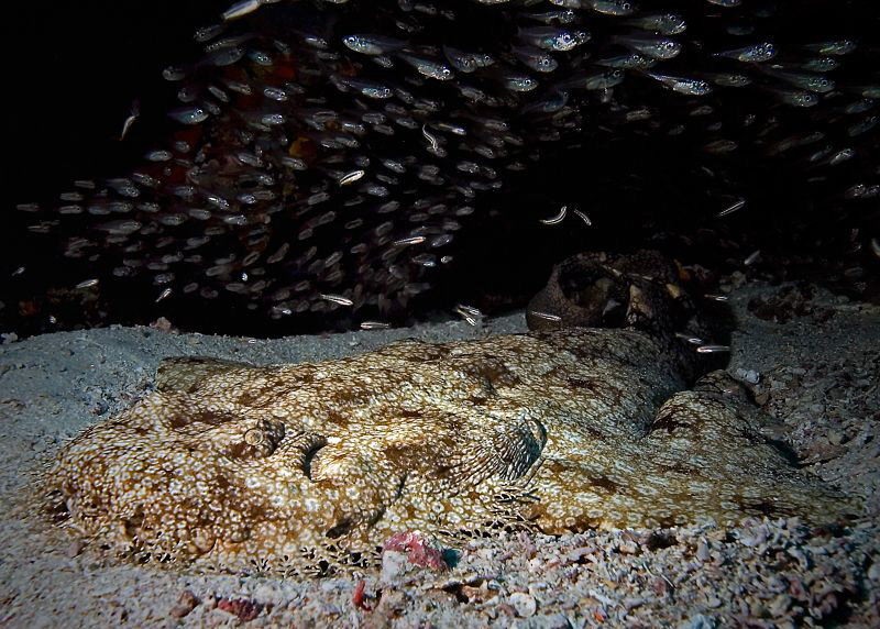 "Wobbegong"
Seen at the Raja Ampat. by Henry Jager 