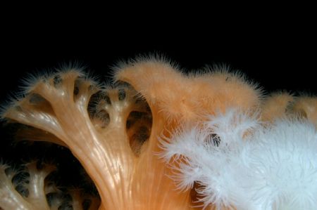 side shot of Anemone's, taken off the Sunshine Coast of B... by Ron Micjan 