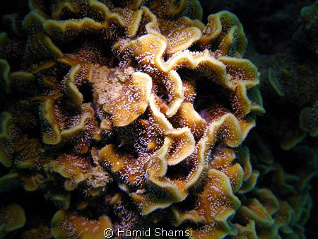 kish Island,Camera: Canon G9, by Hamid Shamsi 