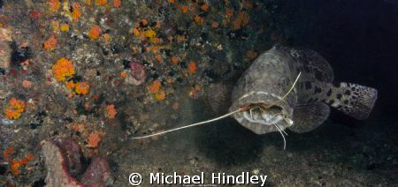 This opportunity came about on a dive at Aliwal Shoal at ... by Michael Hindley 