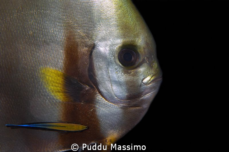 portrait bat fish,nikon d2x 60mm macro,wakatobi by Puddu Massimo 